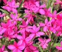 Strong pink flowers